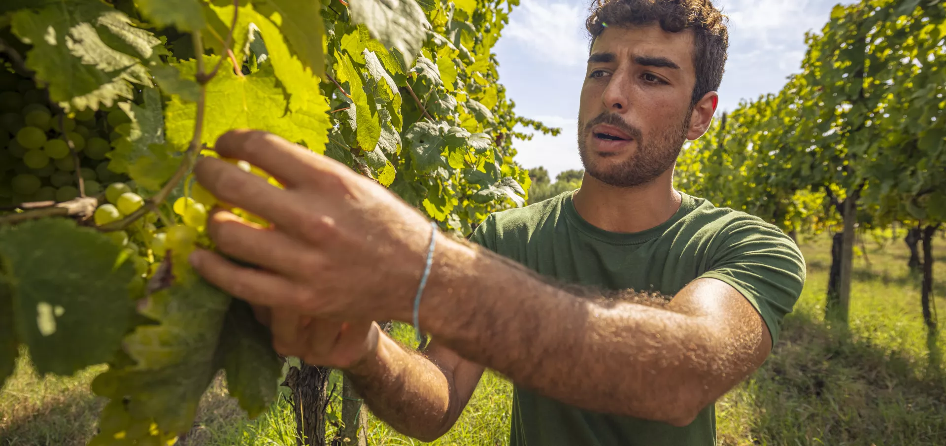 Mediterranean Getaway Wineyard Q9A0006