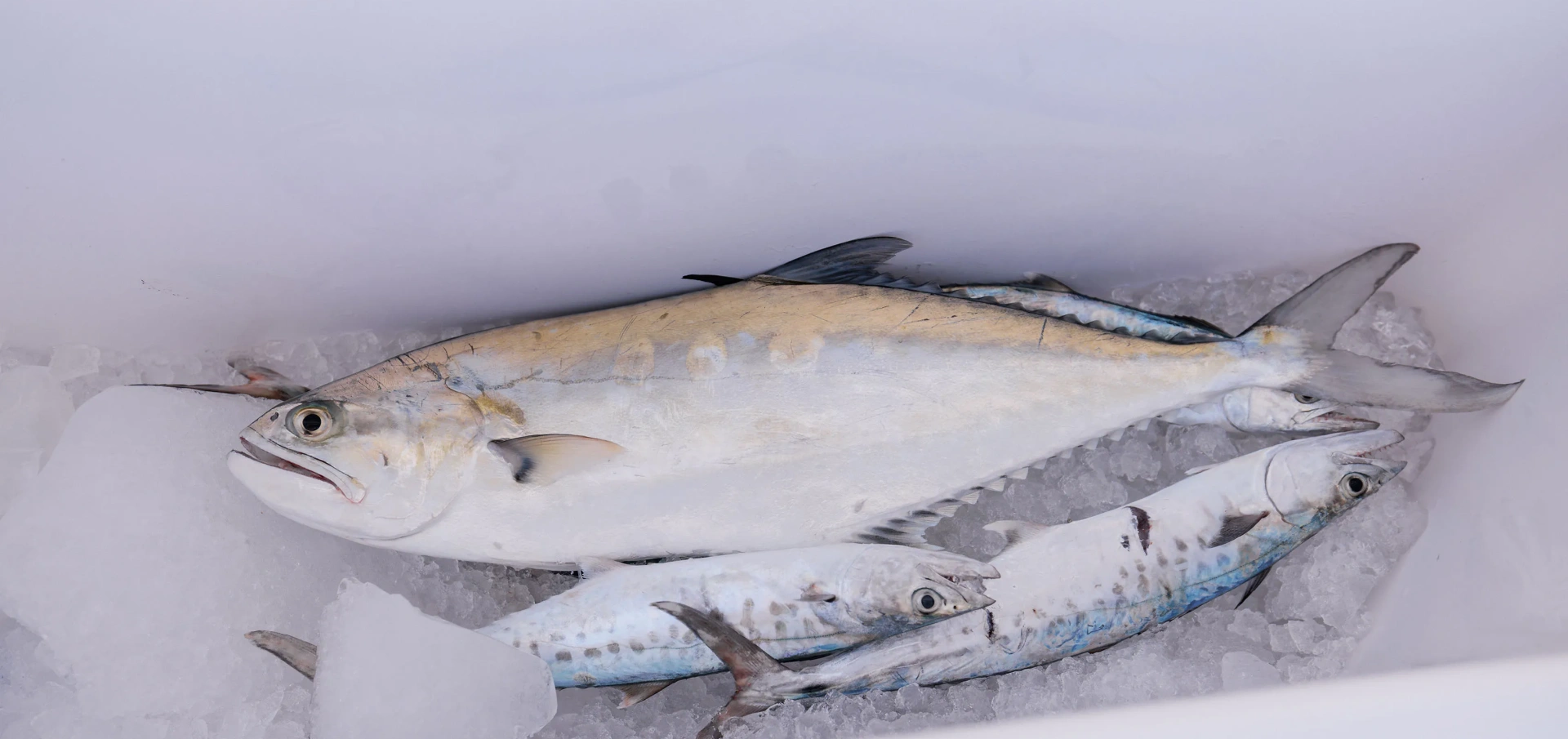 Desert Delight 0003 Axopar 29 CCX 0X0A2178