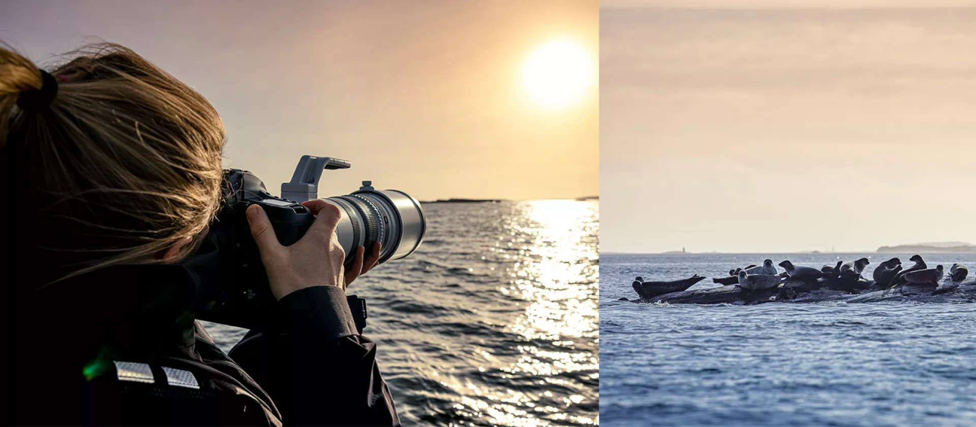 seal story collage21